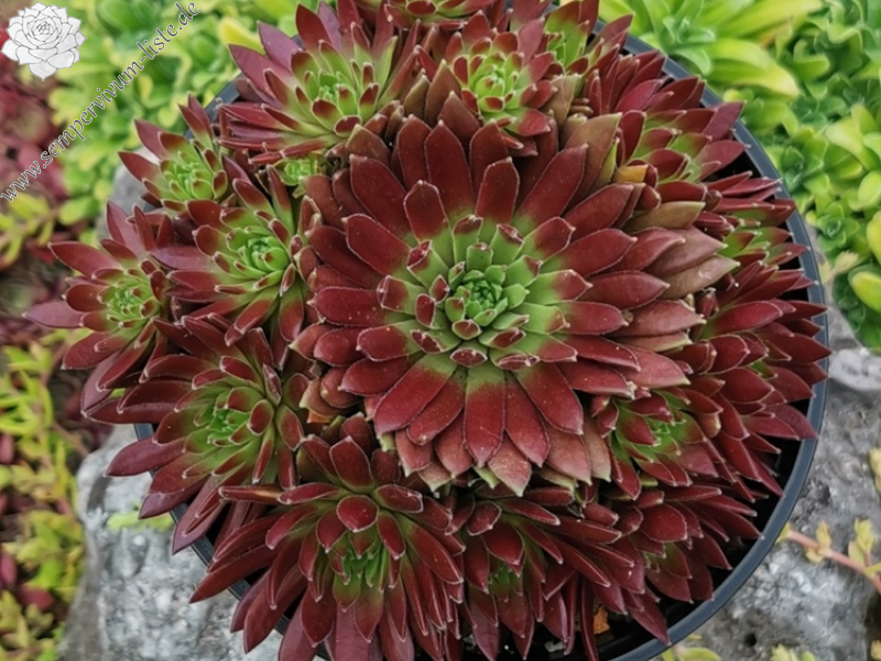 Devils Flame (Netzfund)