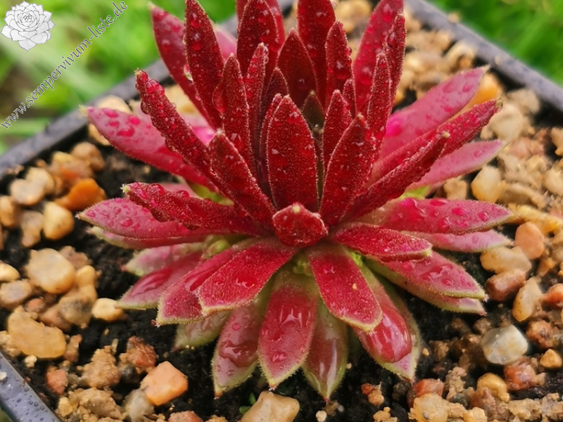 Devils Flame (Netzfund)