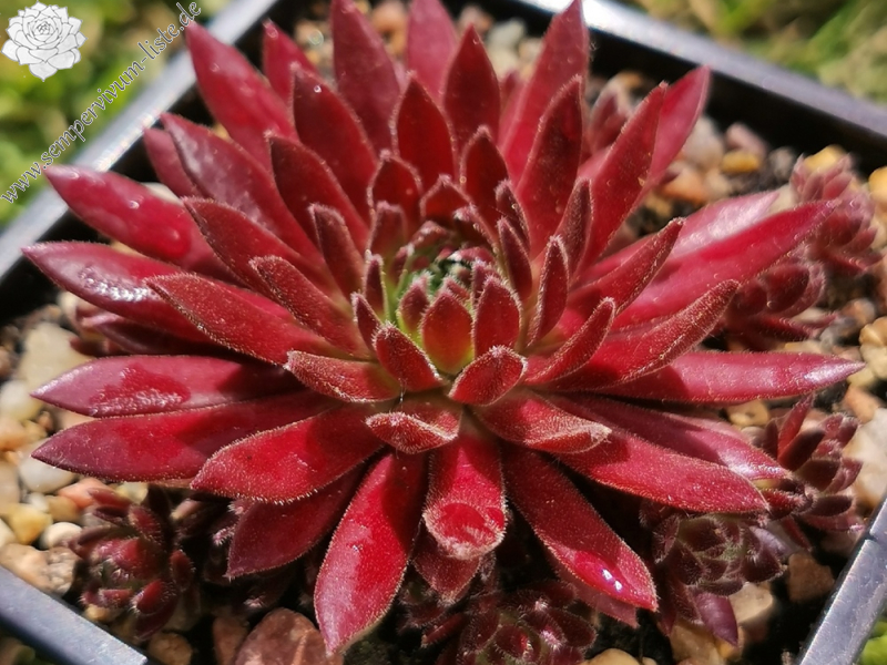 Devils Flame (Netzfund)