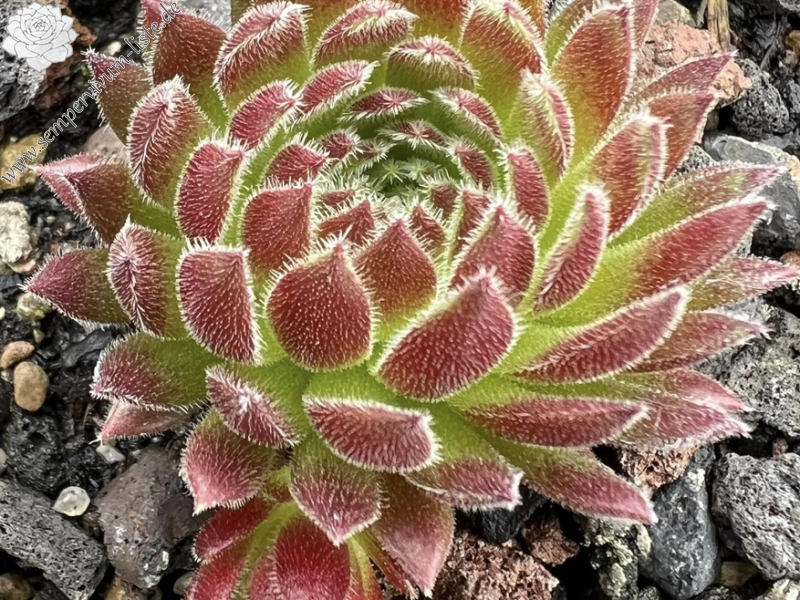 Devils Red Beauty (Netzfund)