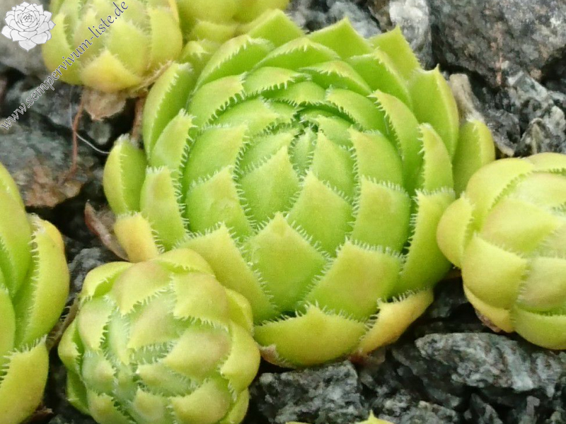 Green Globe