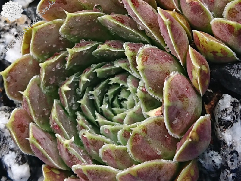 Kavita / Jovi