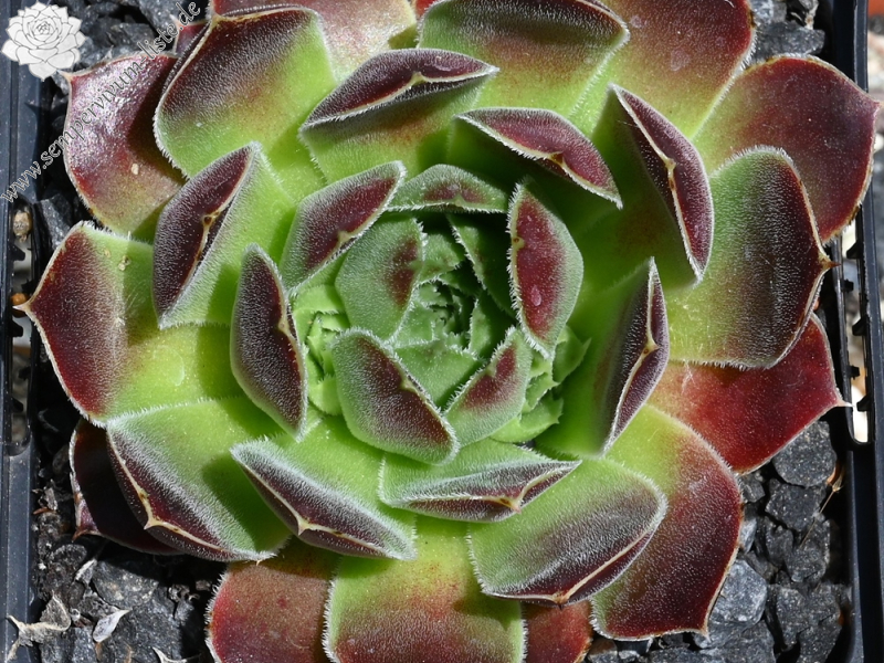 Korspel Vieux Rouge / Jovi