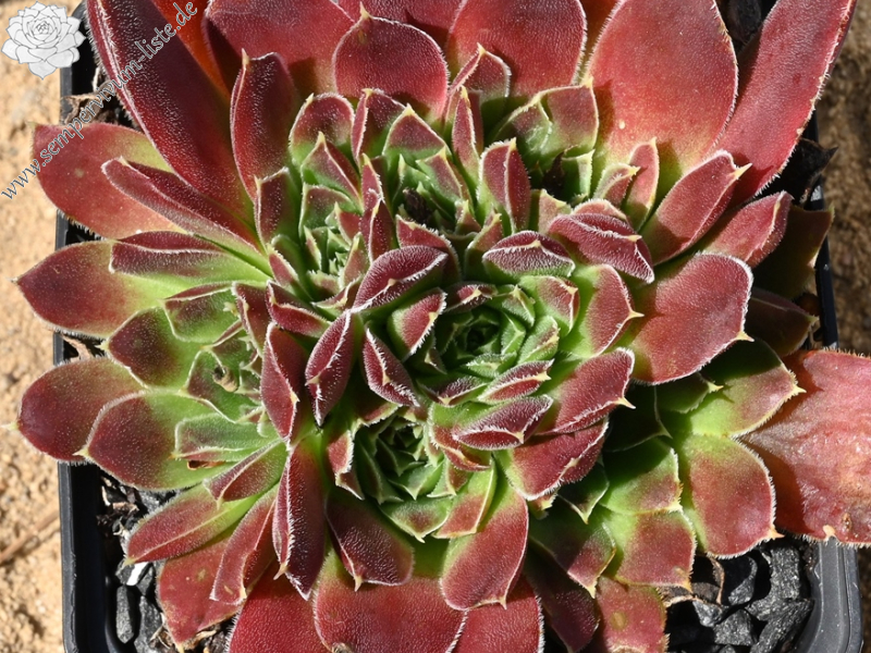 Korspel Vieux Rouge / Jovi