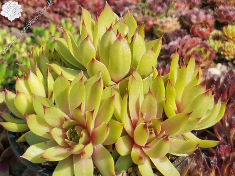 Lime Fresh (Netzfund)