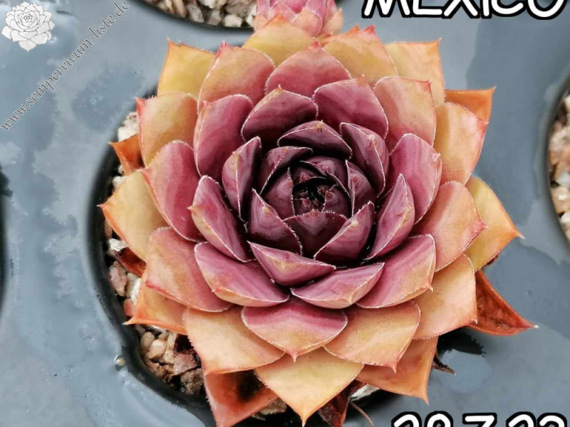 Mexiko