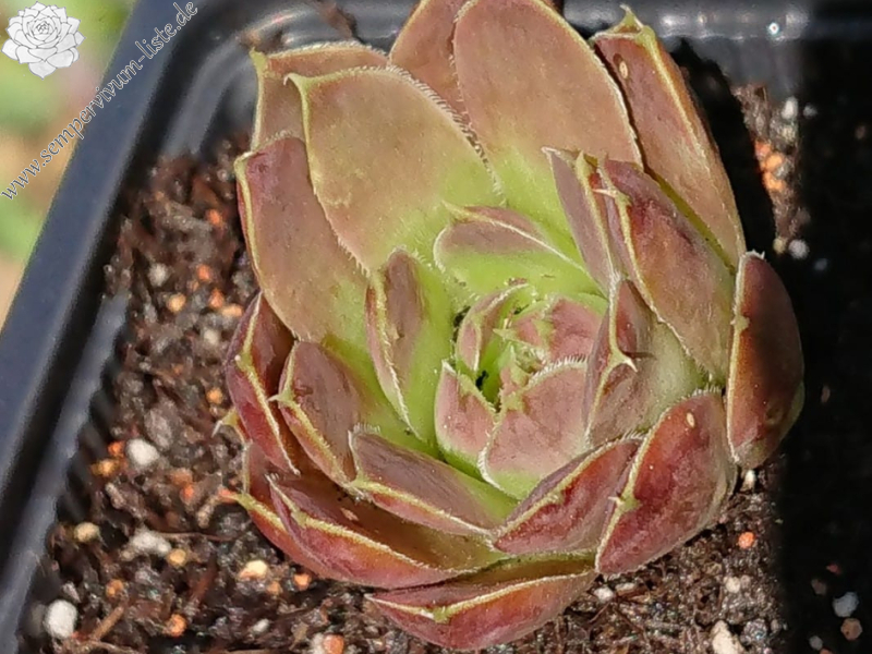 Red Queen