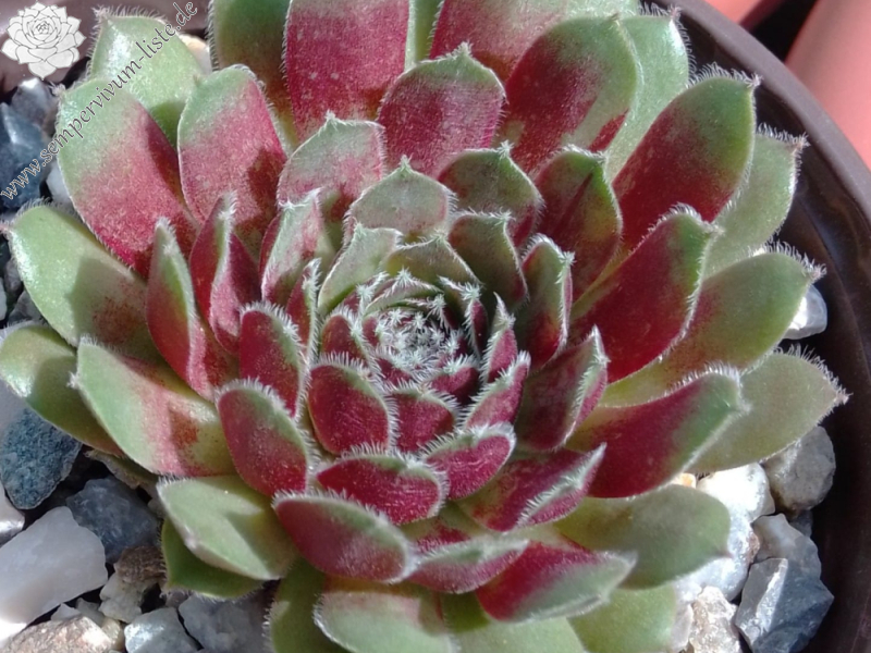 Sebonas Marmorata (Netzfund)