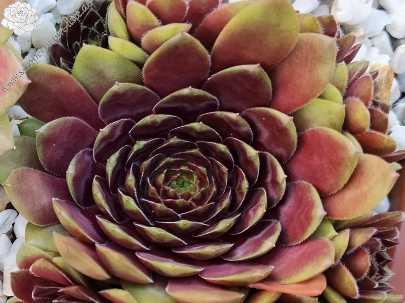 Woodstock (Netzfund)