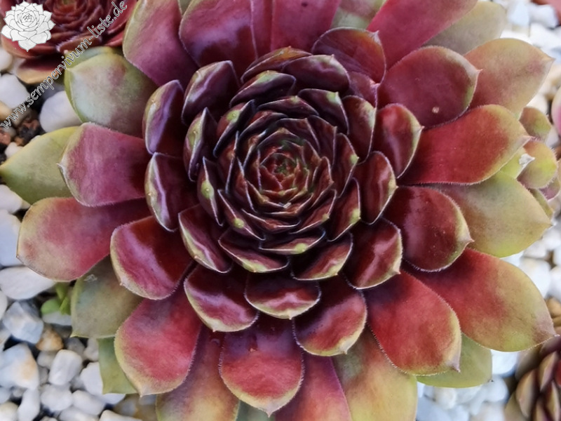 Woodstock (Netzfund)