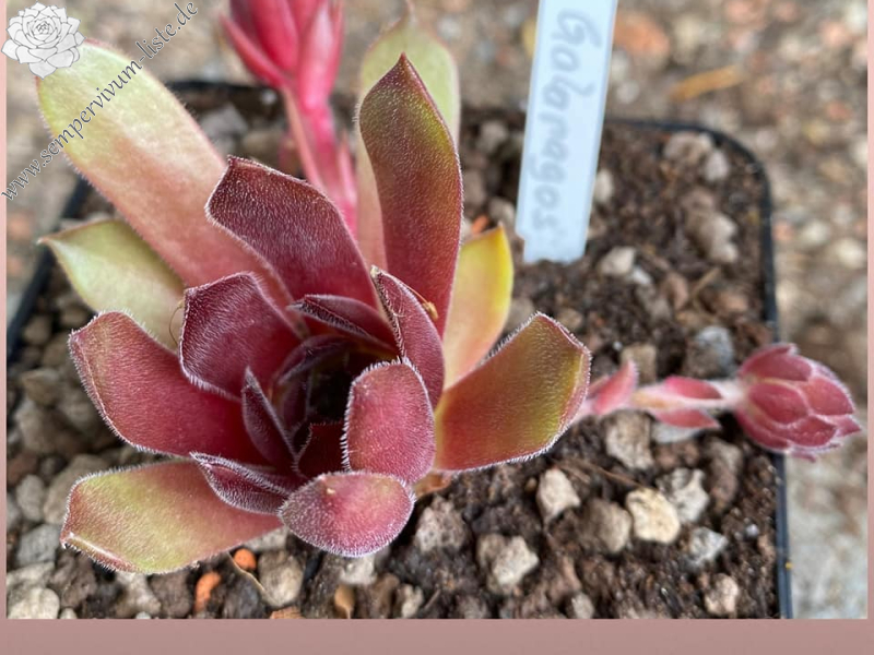 Galapagos (Netzfund)