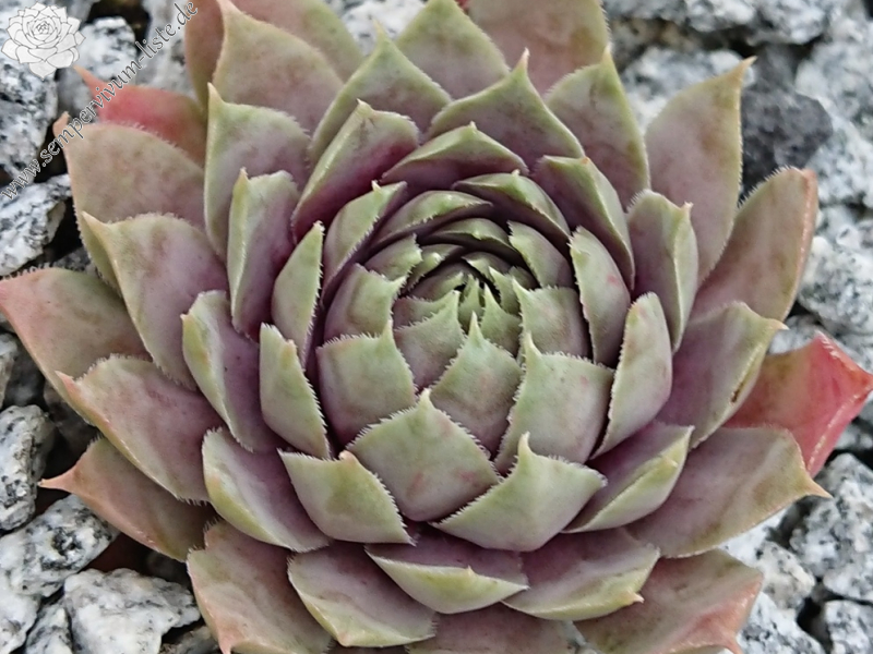 Rosa Wolken (Netzfund)