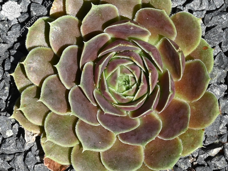 Ballet Dancer / Jovi