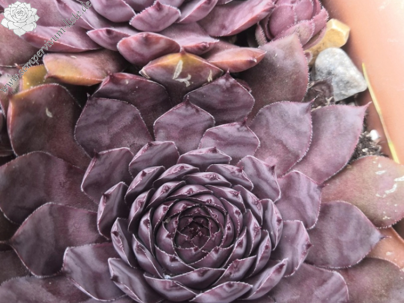 Coco Chanel (Netzfund)