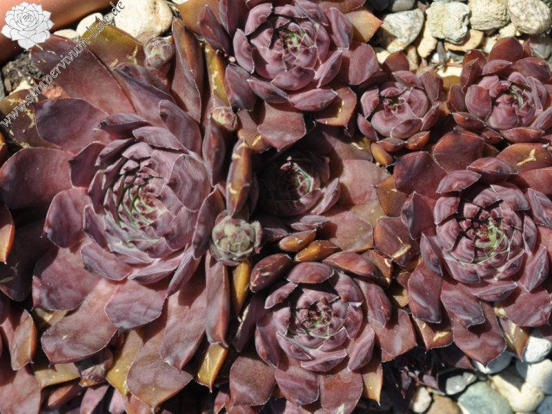 Coco Chanel (Netzfund)