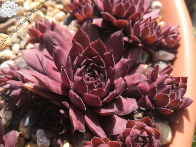 Coco Chanel (Netzfund)