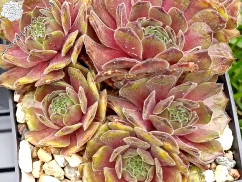 Crinoline (Netzfund)