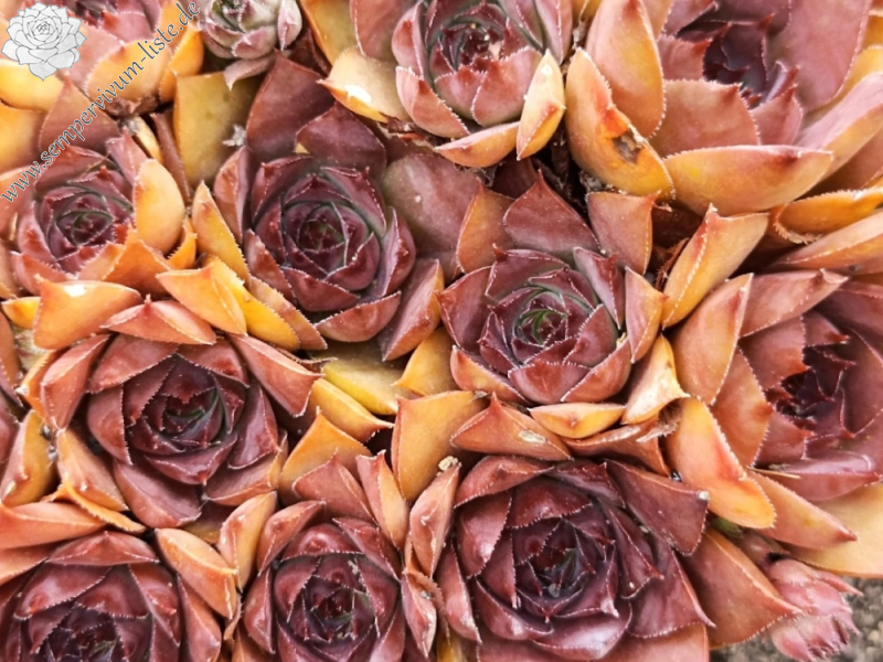 Drei kleine Schweinchen (Netzfund)