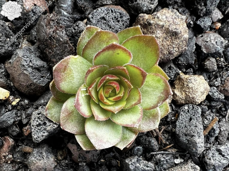 Green and Grey (Netzfund)