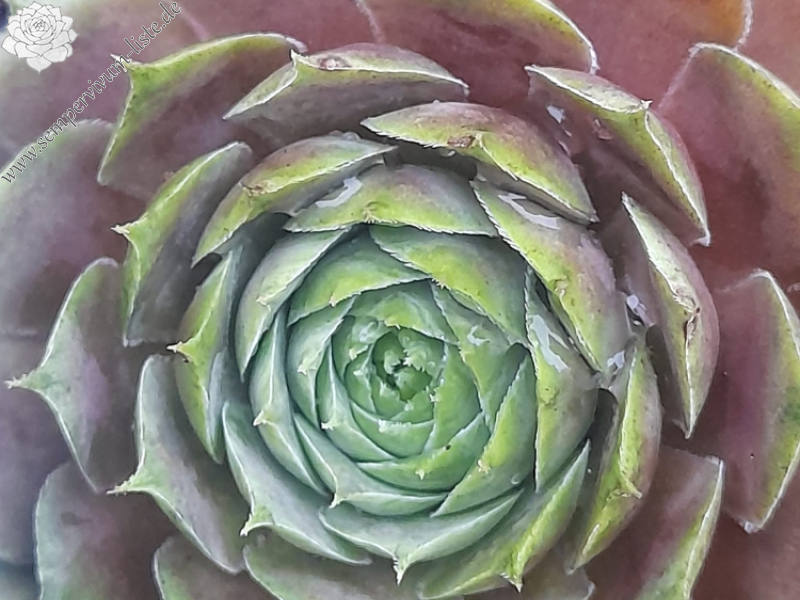 Just Pinkest (Netzfund)