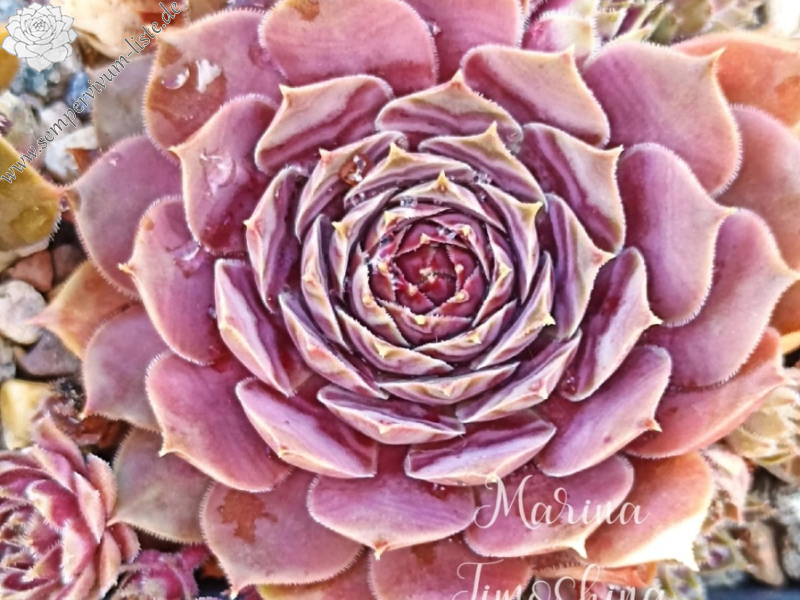 Mutter Tochter (Netzfund)