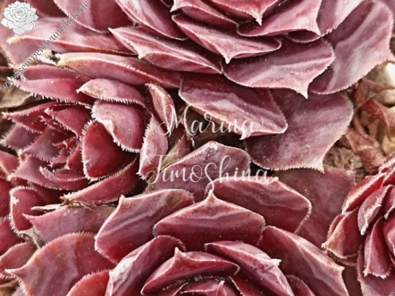 Mutter Tochter (Netzfund)