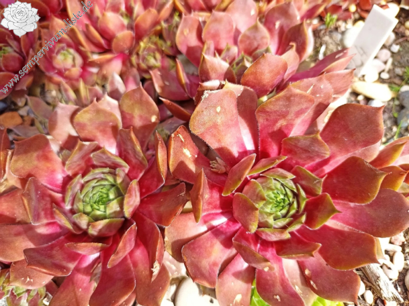 Orange Sky (Netzfund)