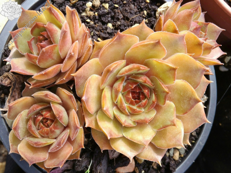 Pfirsisch (Netzfund)