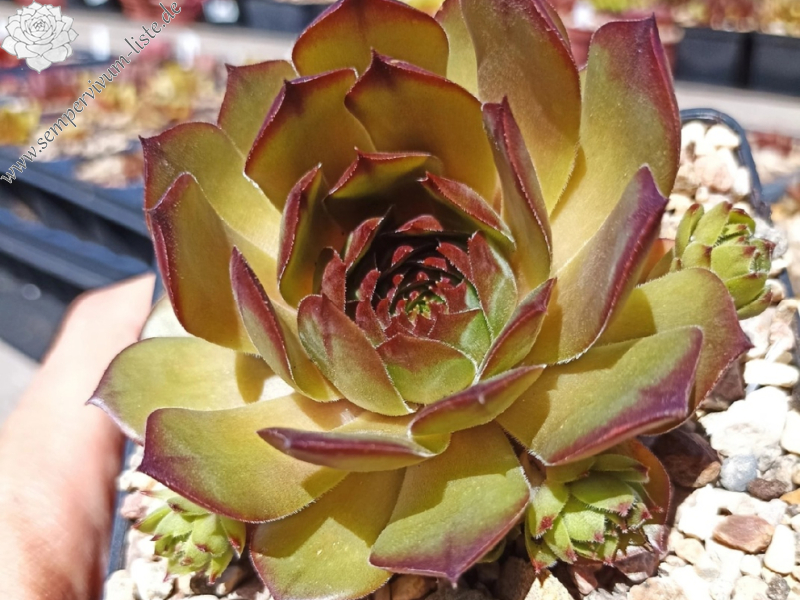 Pfirsisch (Netzfund)