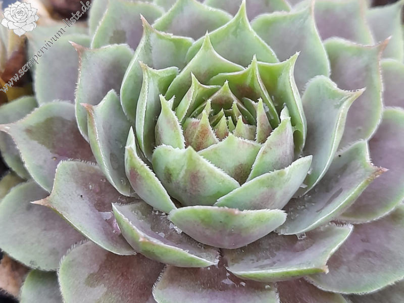 Poppy Heads II (Netzfund)