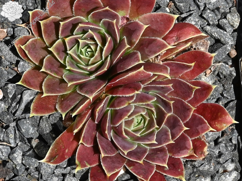 Raspberry Swirl / Jovi