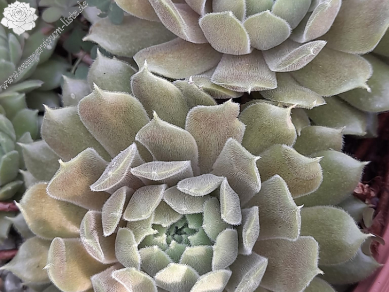 Summer Latte (Netzfund)