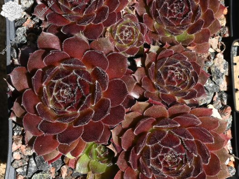 Velvet Blush
