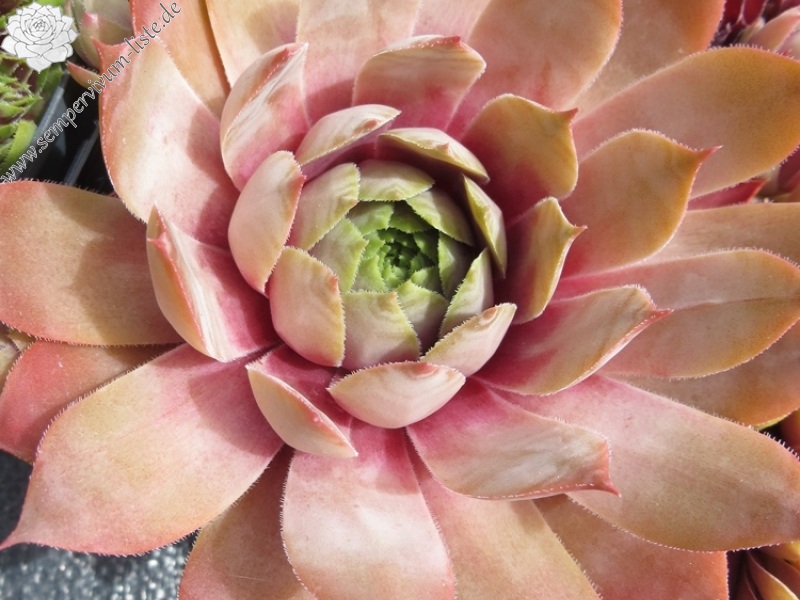Lavender Ice (Netzfund)
