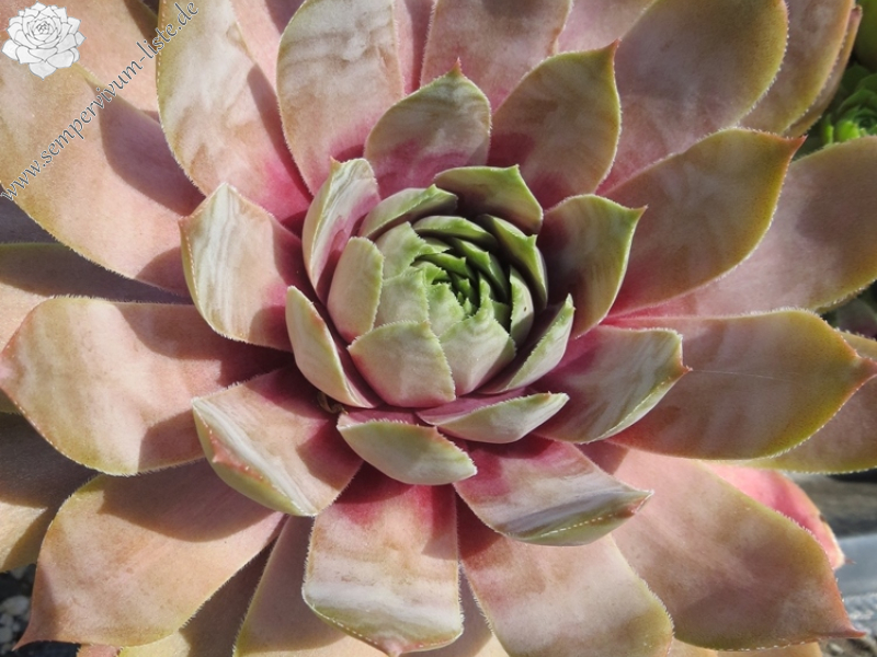 Lavender Ice (Netzfund)