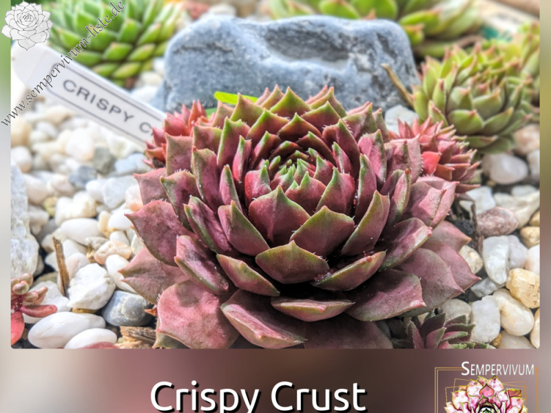 Crispy Crust