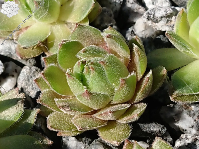 Dusky Typ 2 (NG)