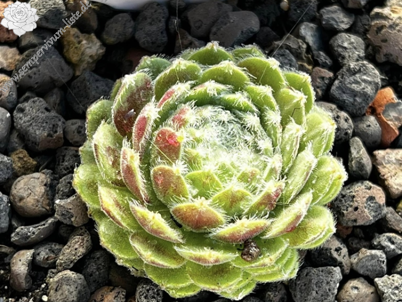 Flauschball (Netzfund)