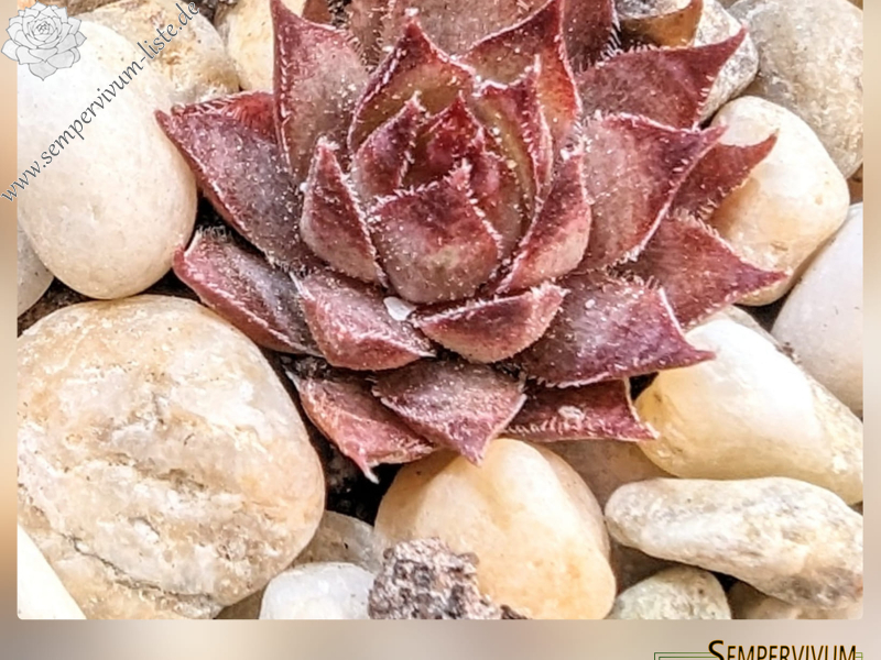 Hall of Flame (Netzfund)