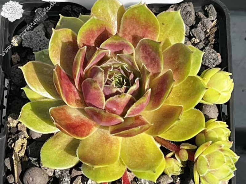 Jannik's Wundertüte