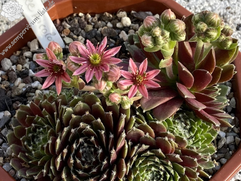 Jubilee Tricolor