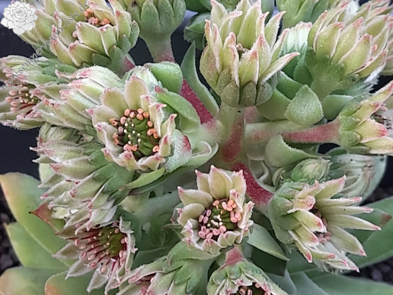 Kevin der Würfel (Netzfund)