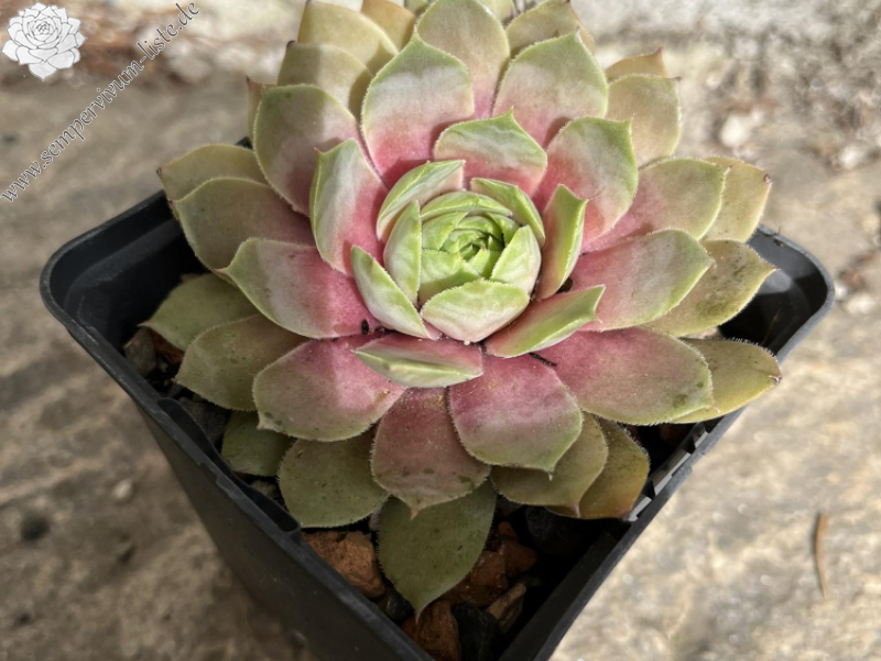 Lavender Ice (Netzfund)