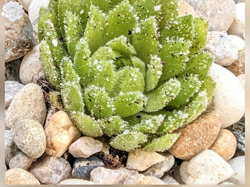 Miss Mary (Netzfund)