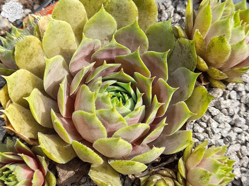 Pink Sunrise (Netzfund)