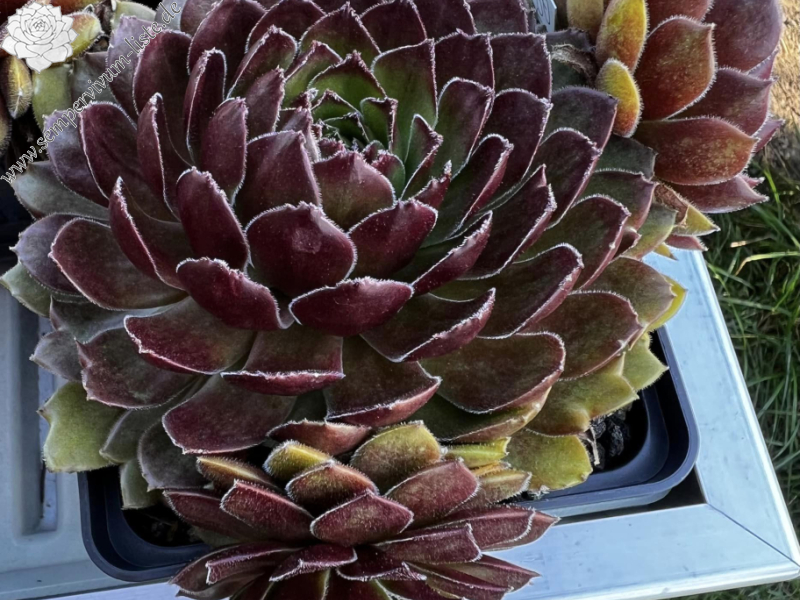Poseidon (NNG)