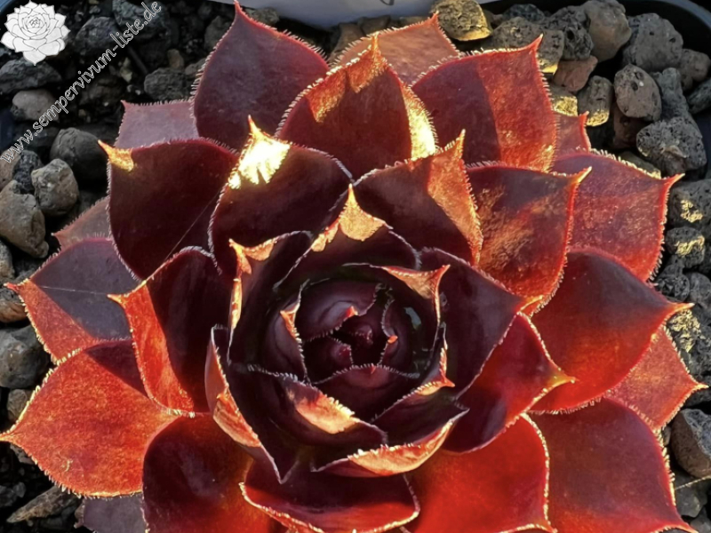 Supersemps® Jasper (Netzfund)