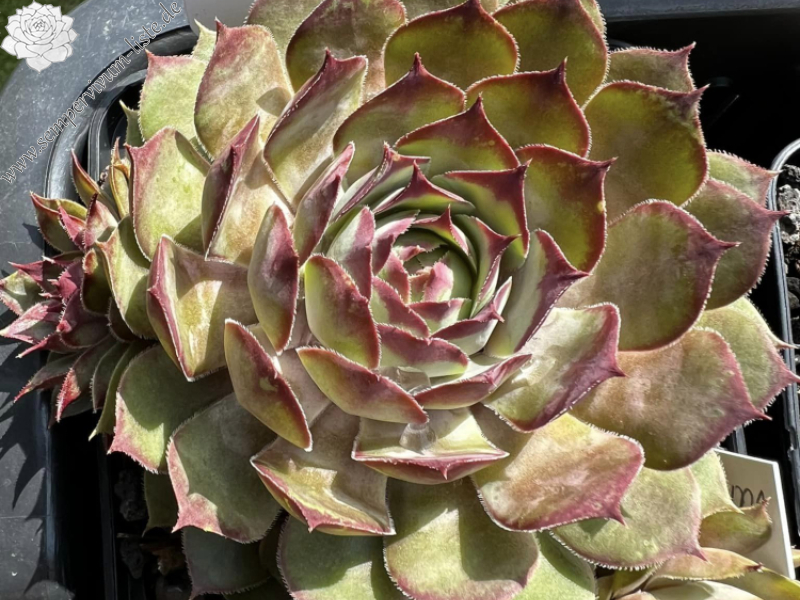 Vanilla Rose (Netzfund)