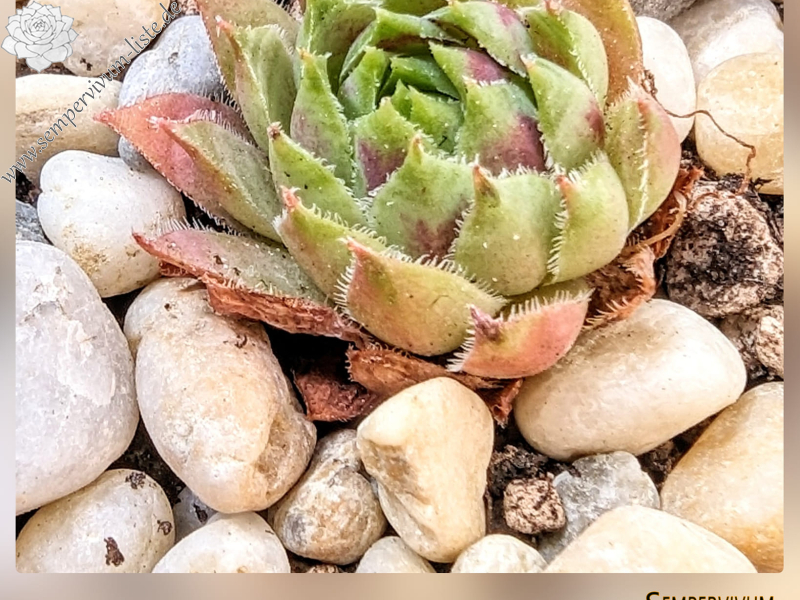 Wiener Fest (Netzfund)