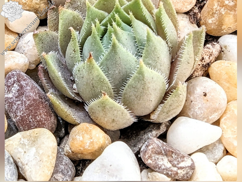 Wiener Park (Netzfund)